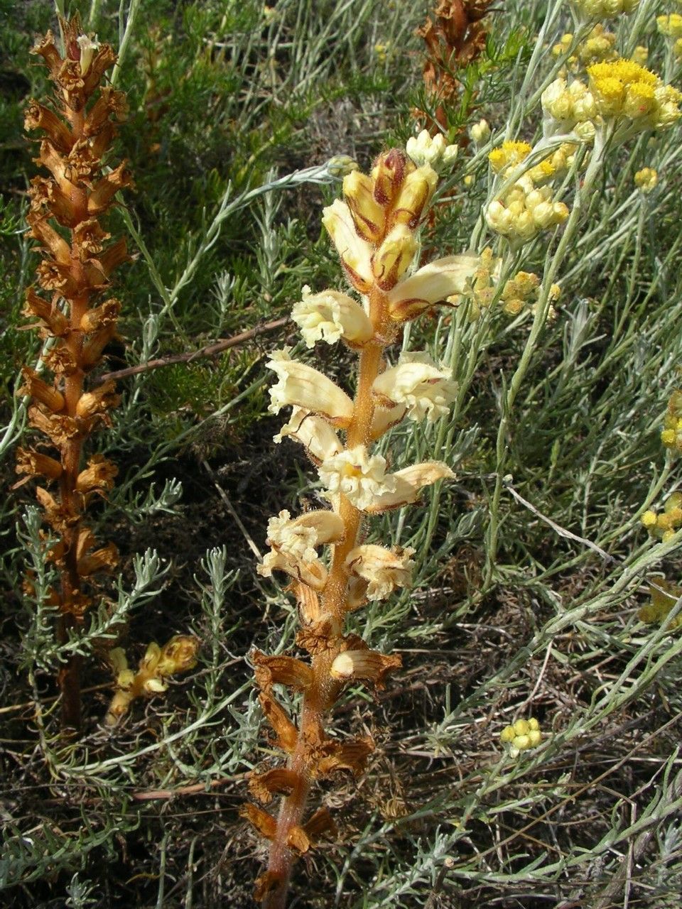 Orobanche artemisiae-campestris habit