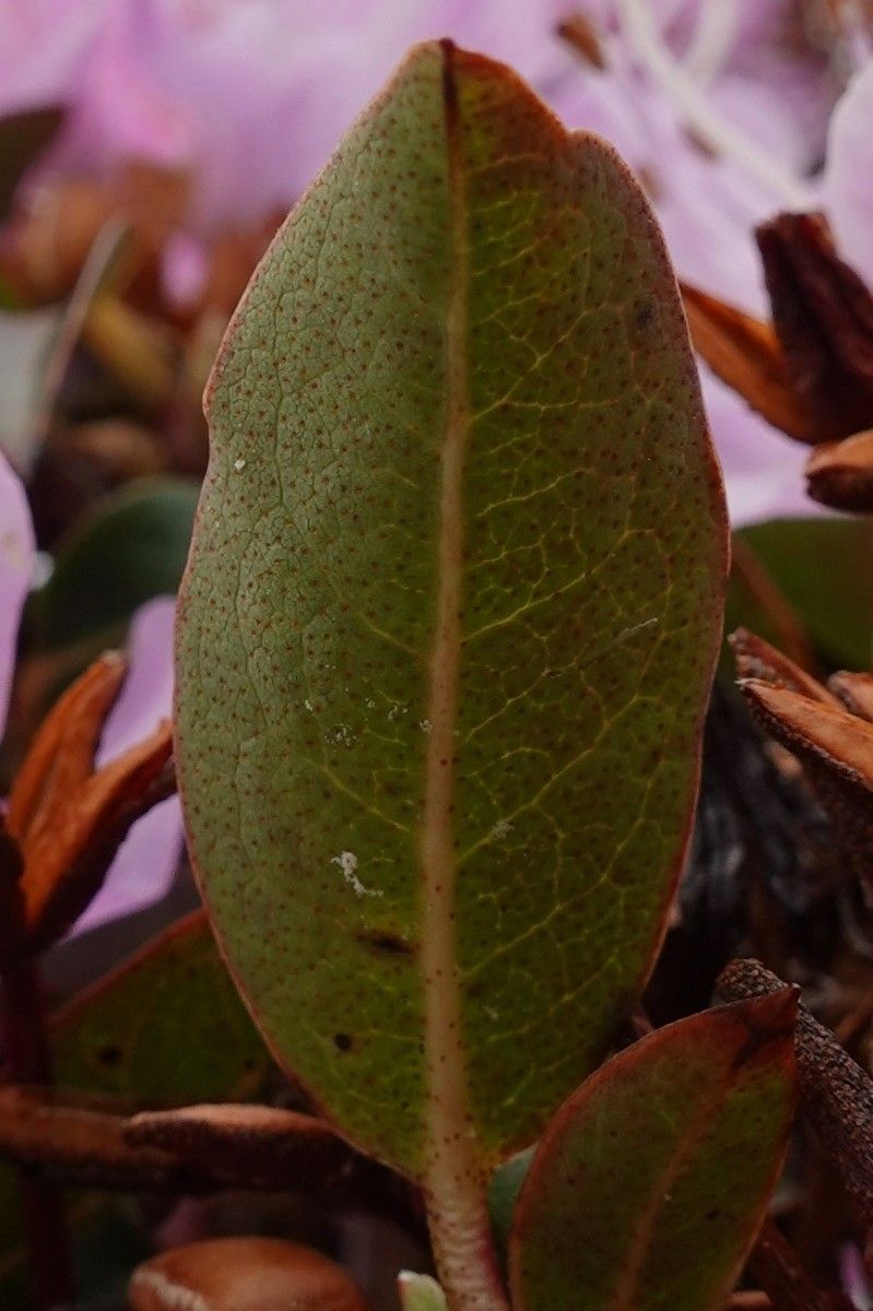 Rhododendron siderophyllum — houseplant care guide