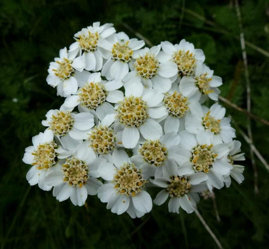Achillea clusiana flower