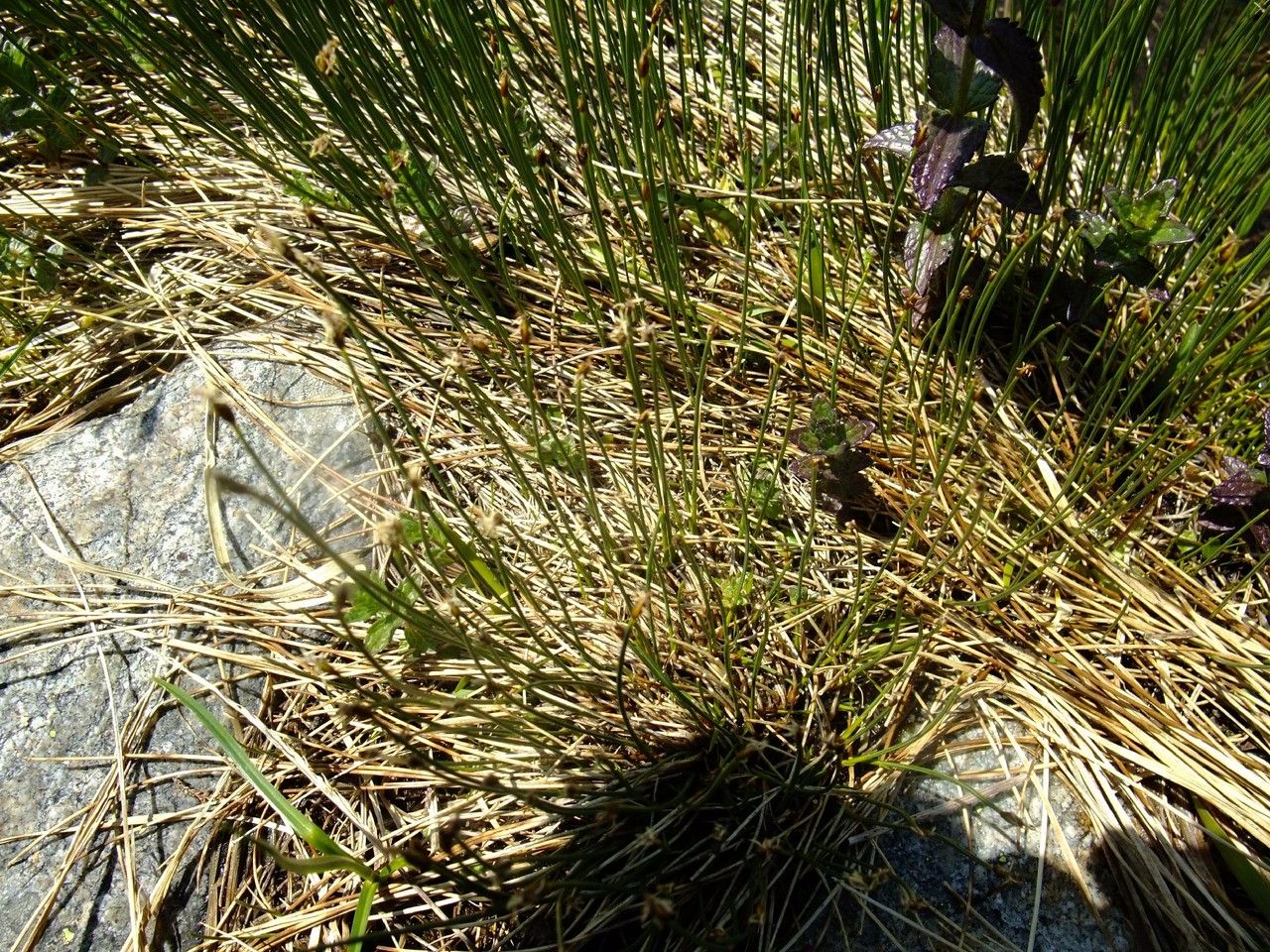 Eleocharis quinqueflora habit