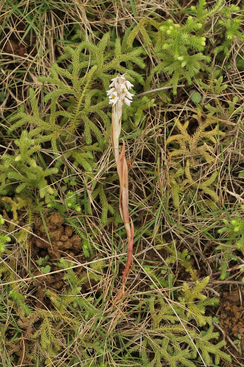 Zeuxine strateumatica habit