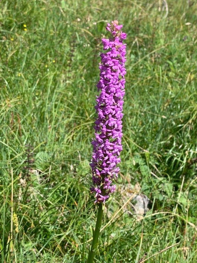 Gymnadenia densiflora flower