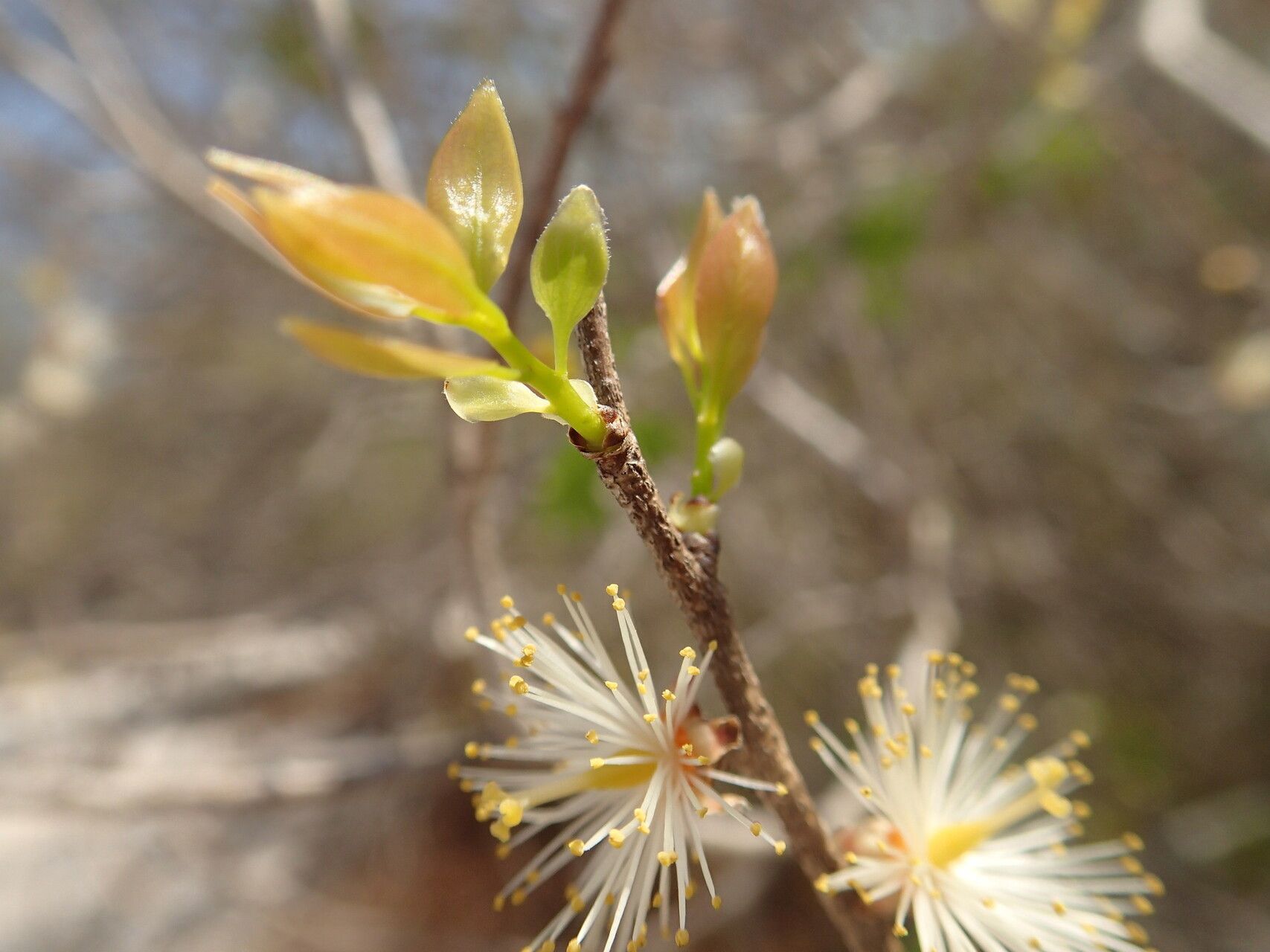 Ludia boinensis flower
