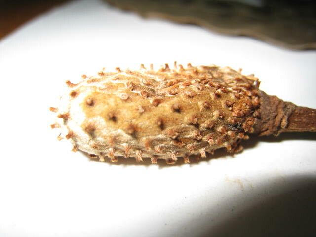 Annona foetida other