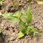 Synedrella nodiflora