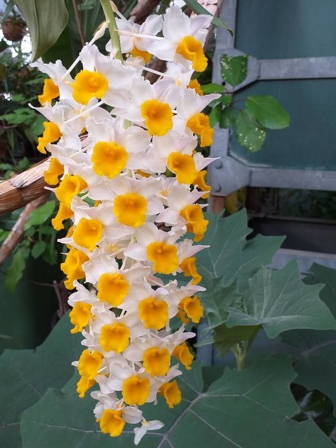 Dendrobium thyrsiflorum flower