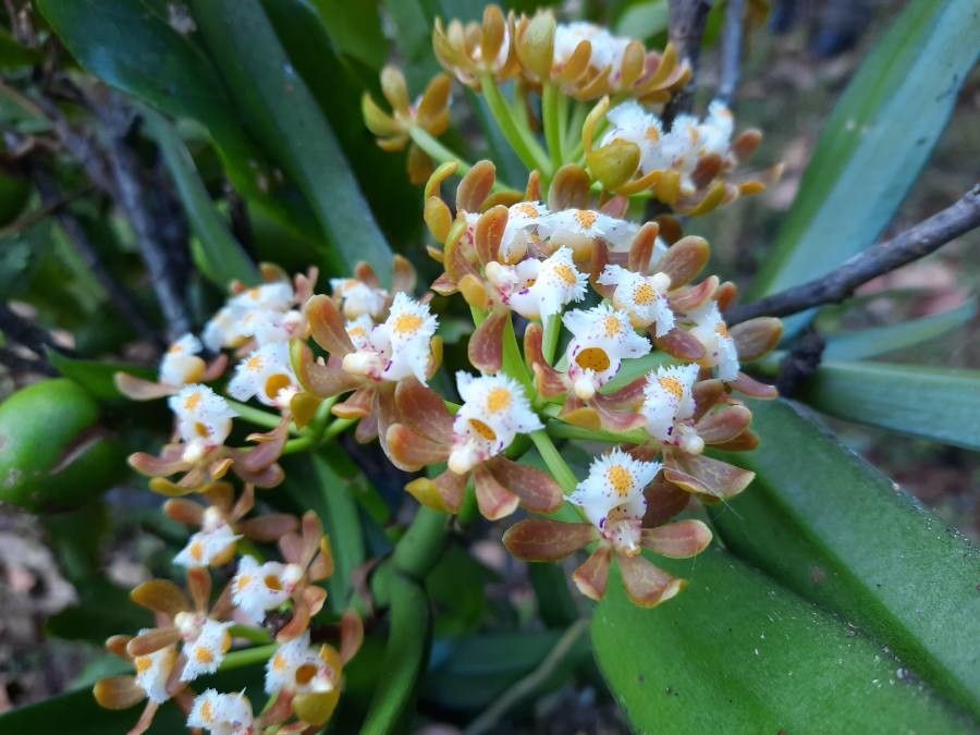 Gastrochilus acutifolius — related species from the same genus