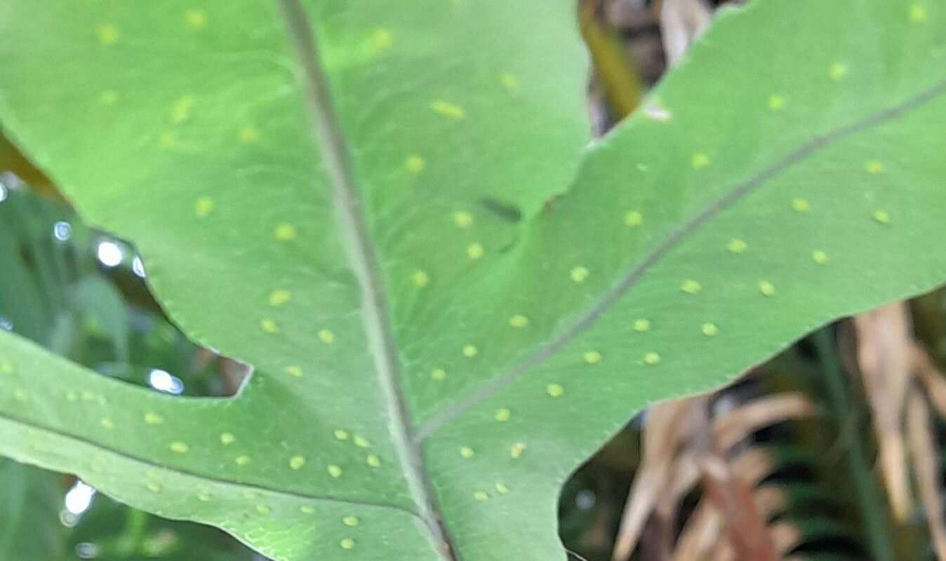 Phlebodium pseudoaureum other