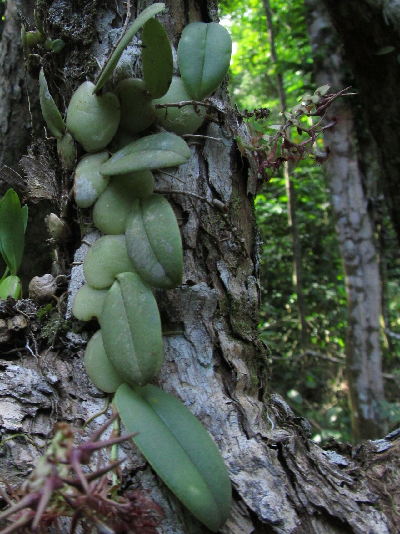 Bulbophyllum barbigerum — search result for 'Bulbophyllum'