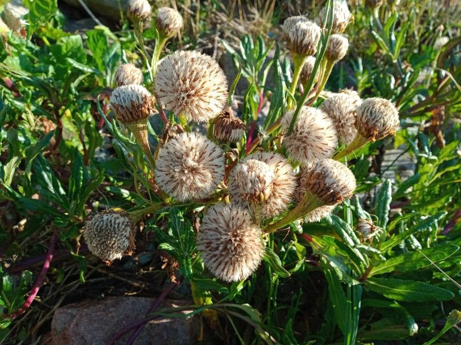 Jacobaea pseudoarnica fruit