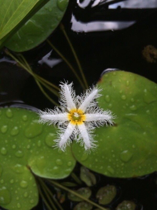 Nymphoides indica flower