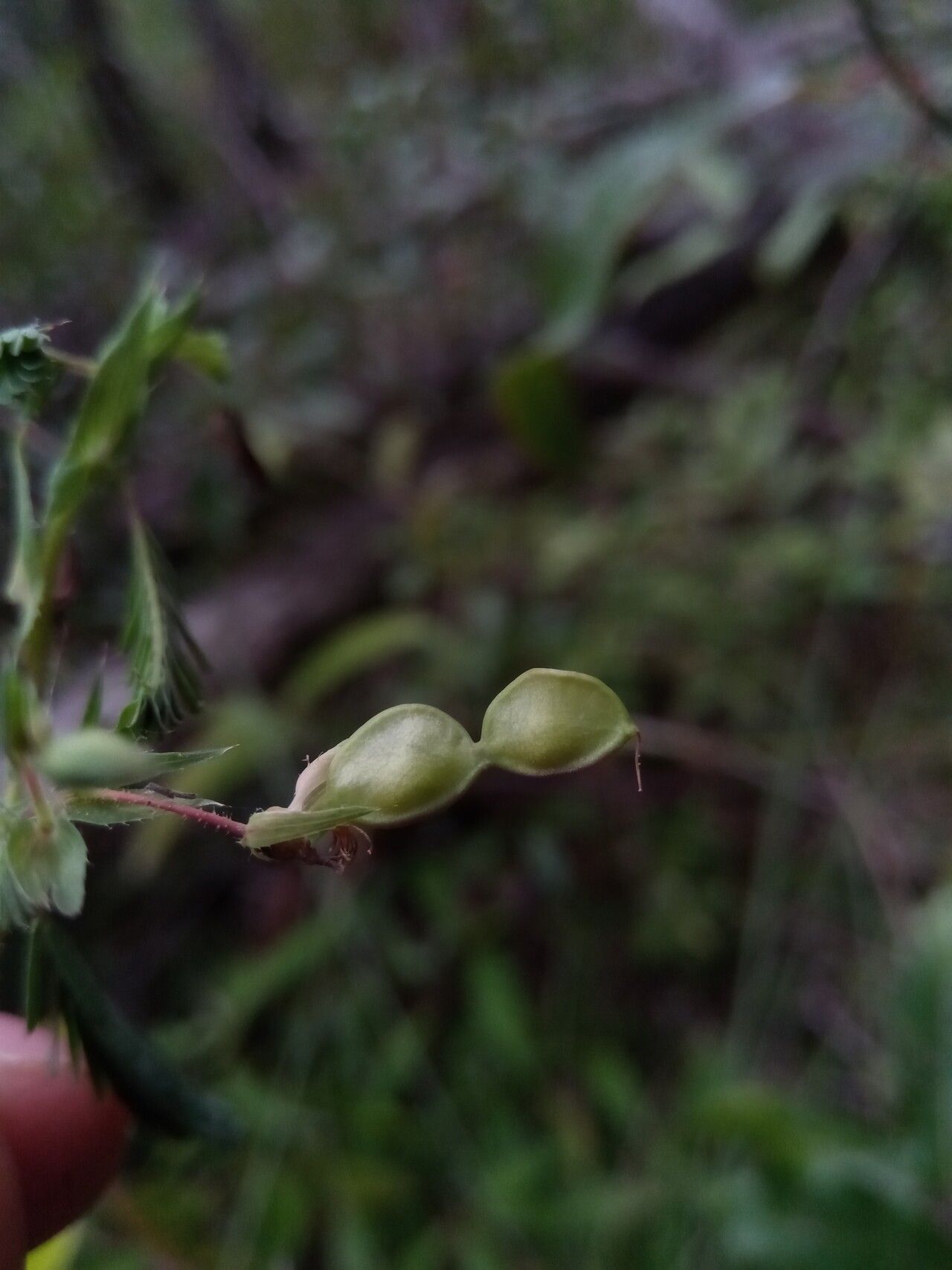 Aeschynomene heurckeana fruit