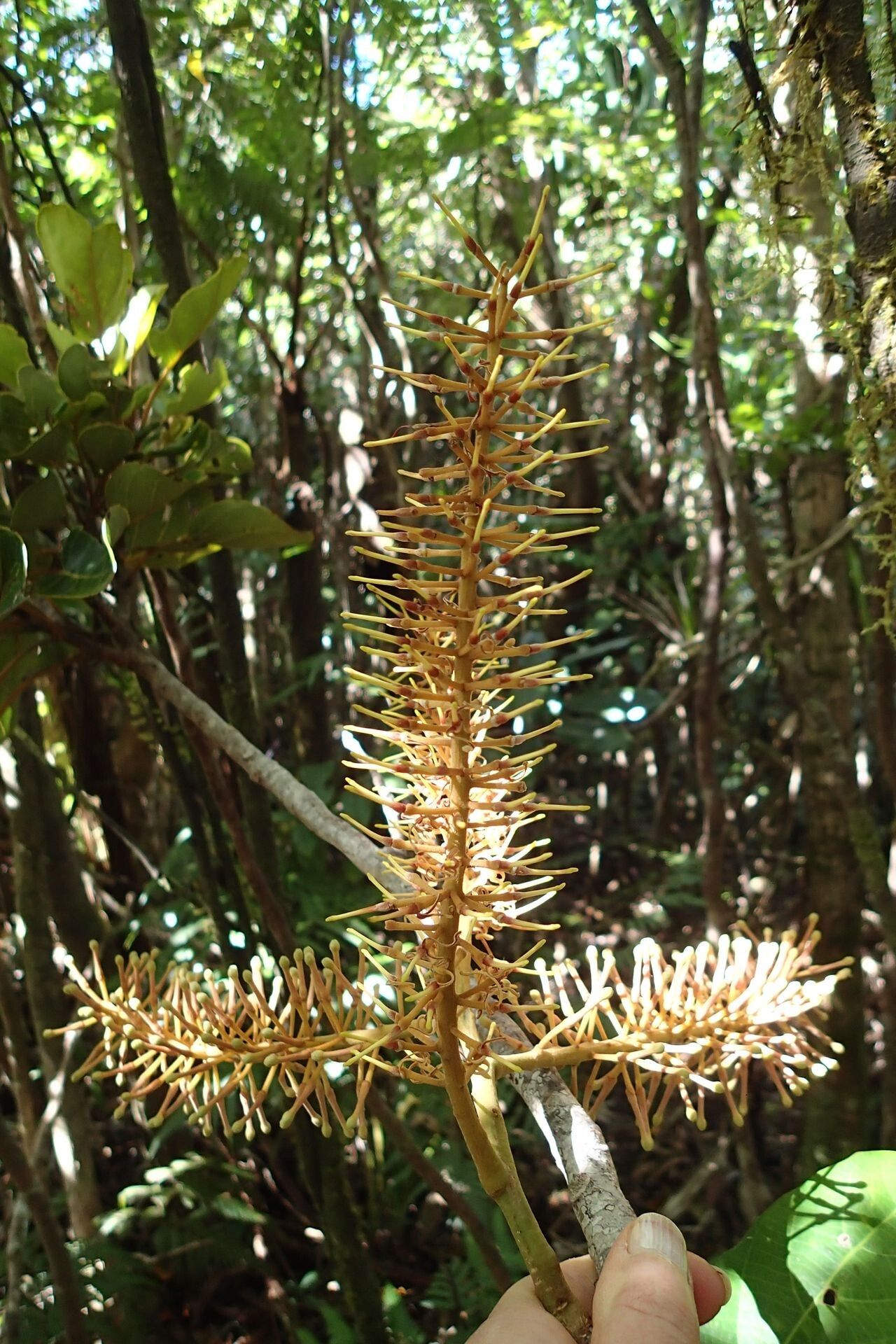 Kermadecia rotundifolia flower