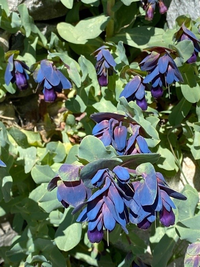 Cerinthe major flower