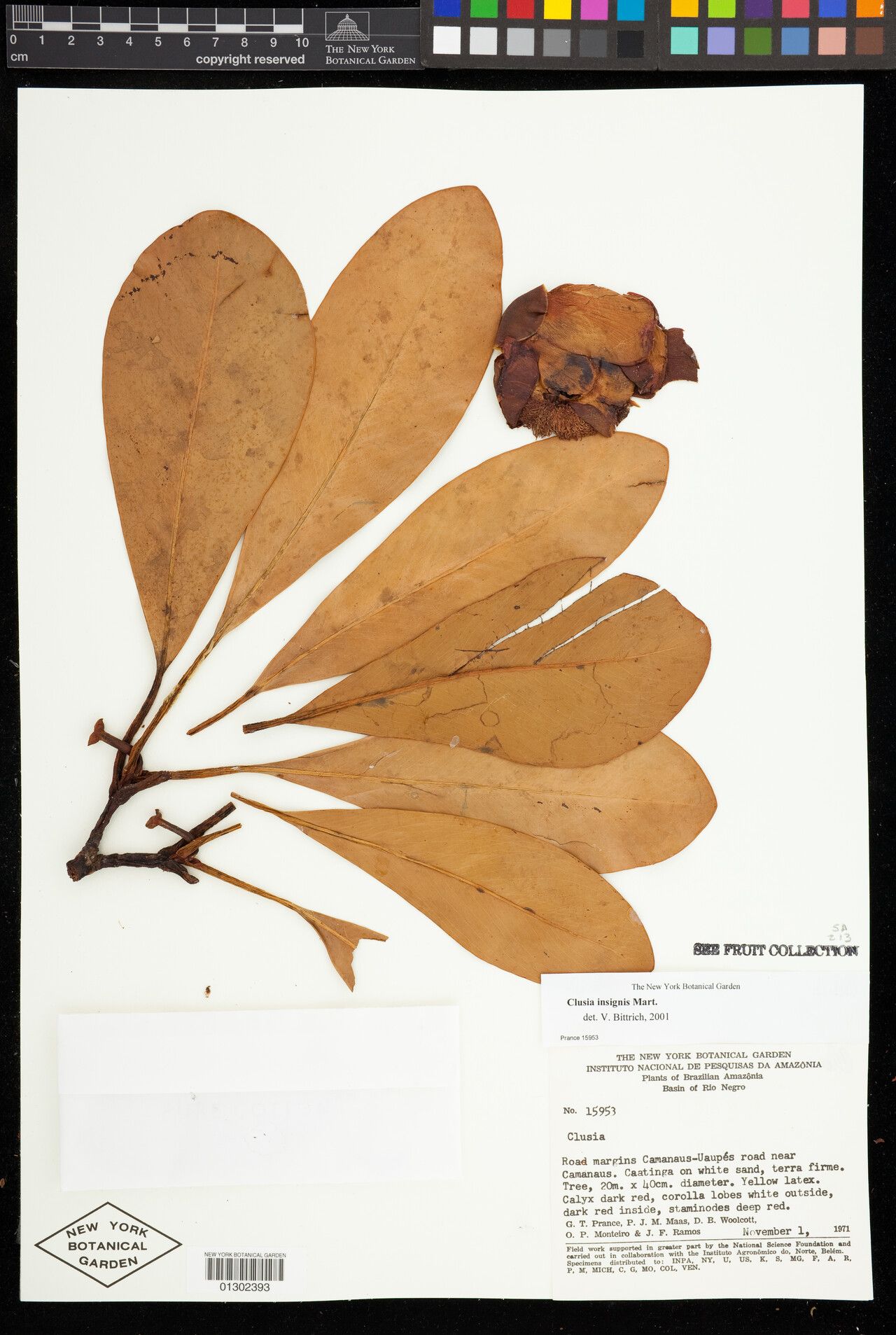 Clusia insignis fruit