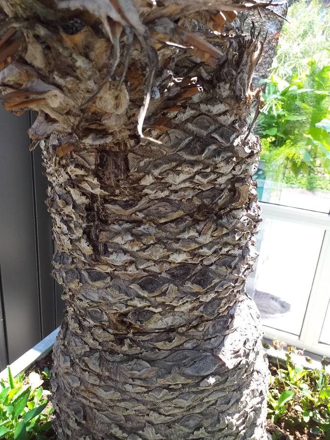 Dioon spinulosum bark