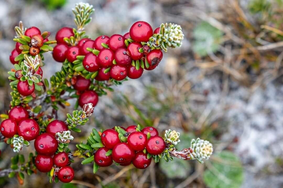 Empetrum rubrum fruit