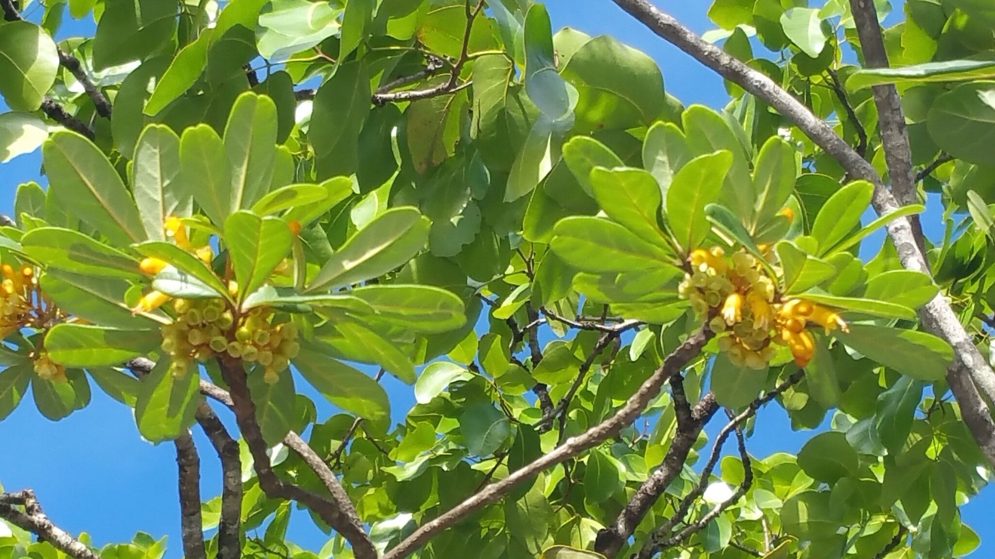 Vitex chrysomallum — houseplant care guide