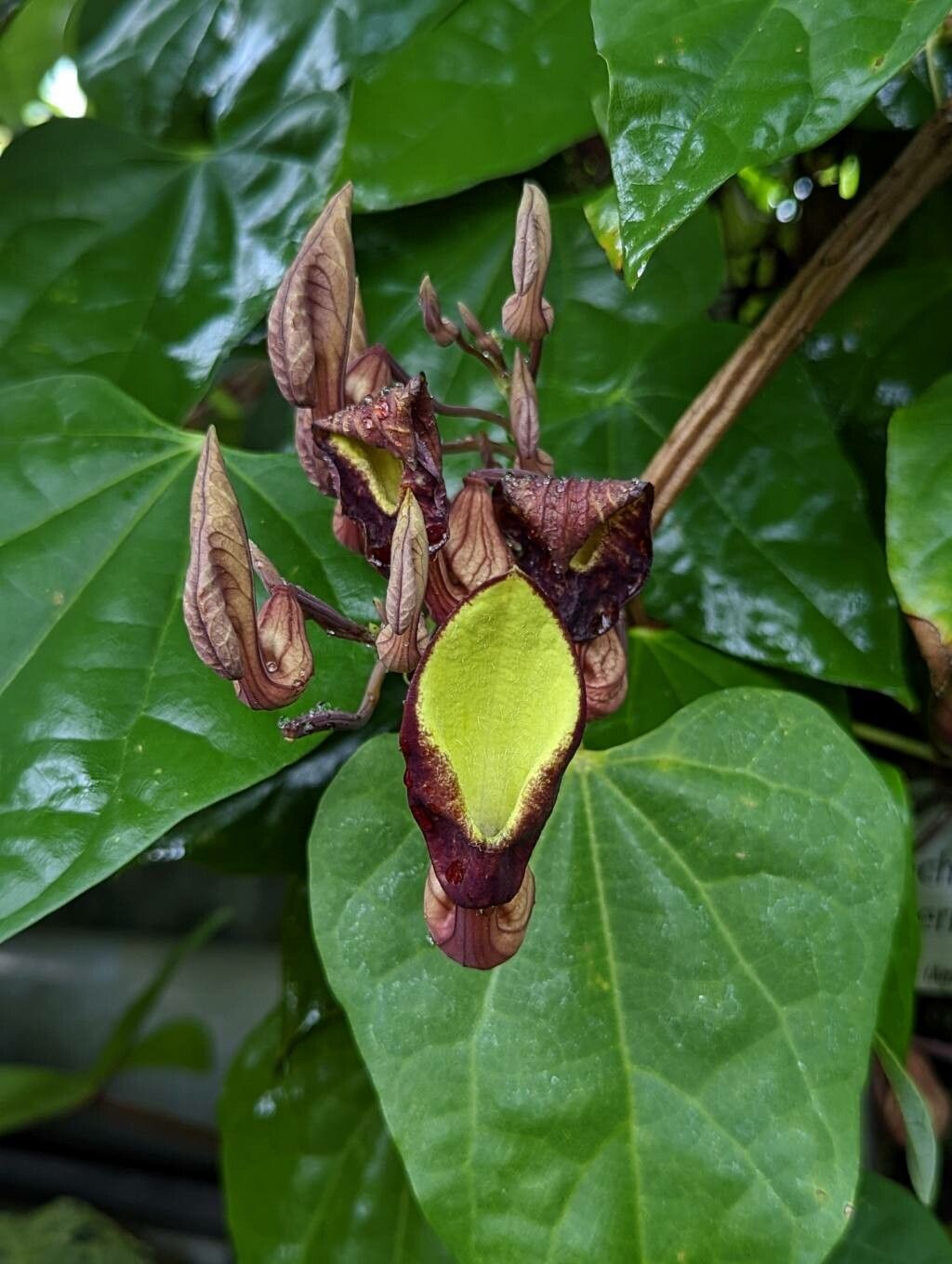 Aristolochia guentheri flower