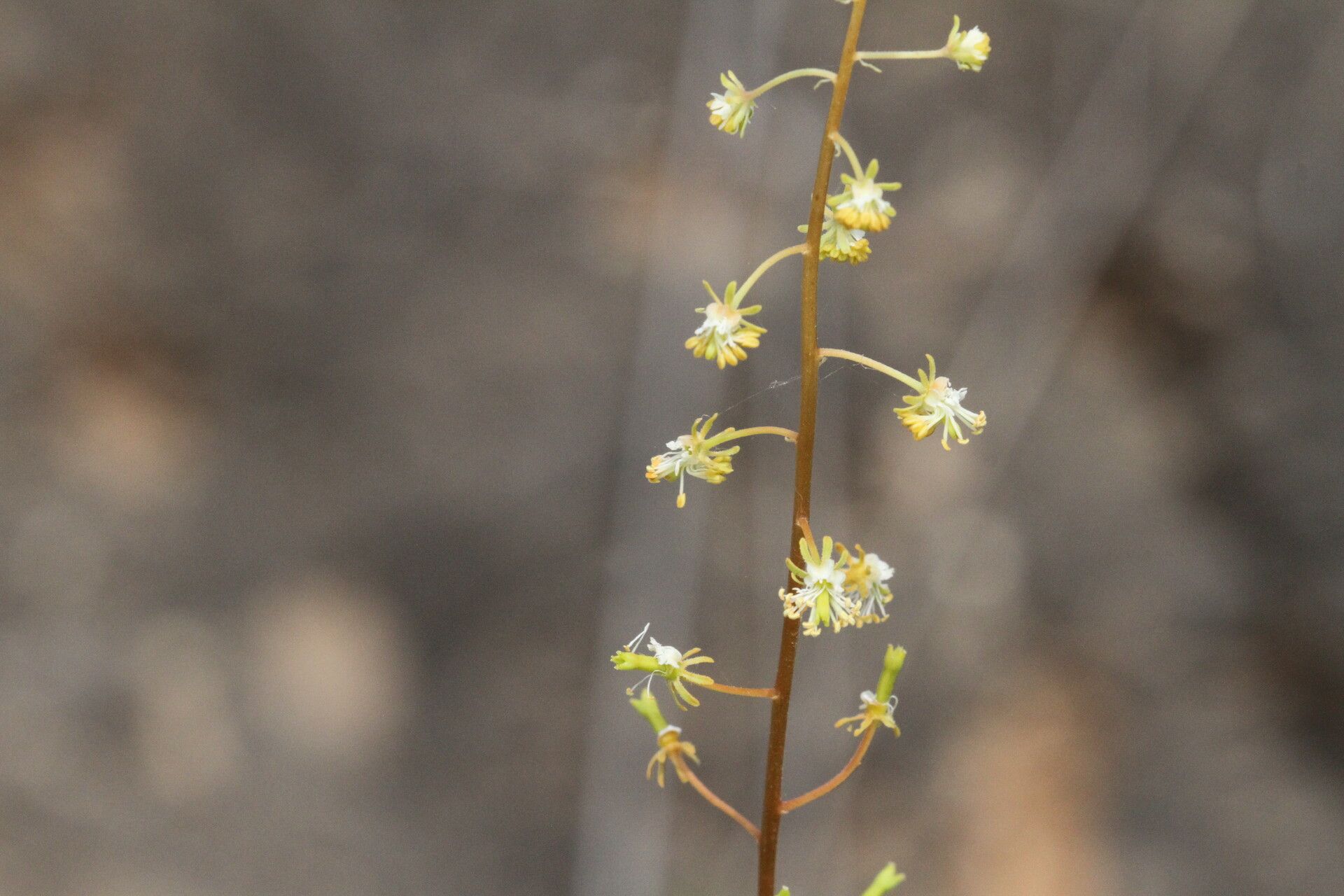 Reseda lanceolata flower