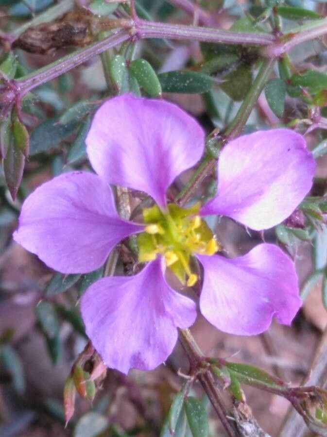 Fagonia cretica flower
