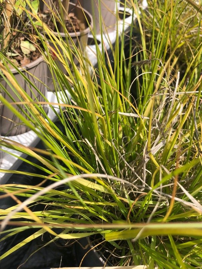 Pennisetum alopecuroides leaf