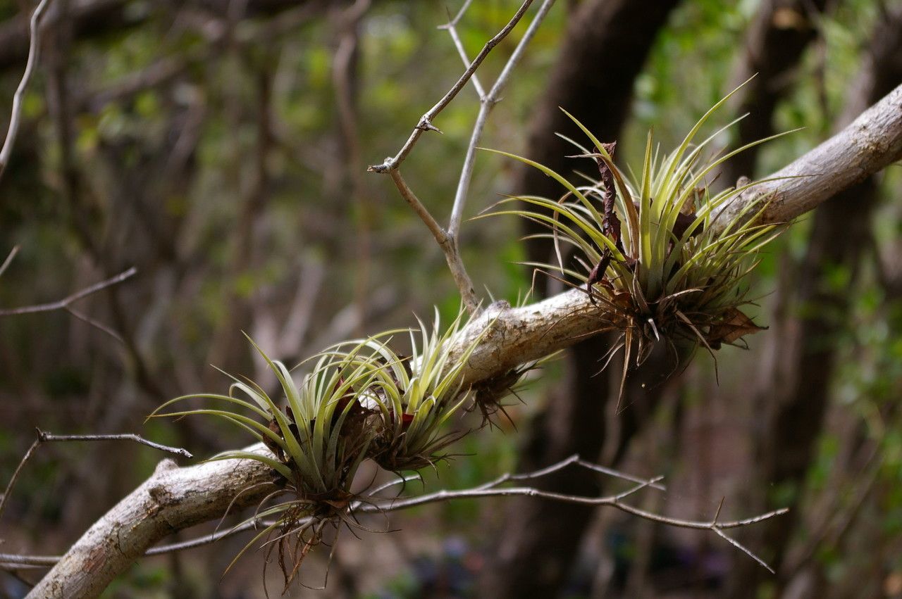 Tillandsia utriculata fruit