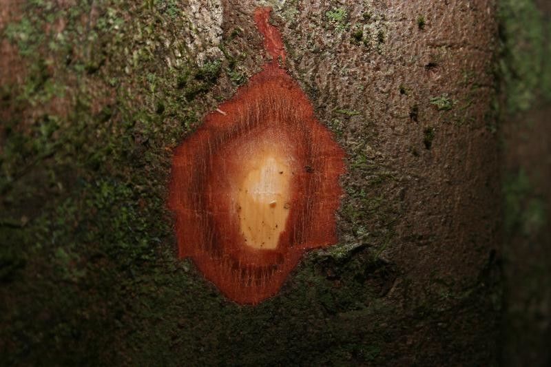 Allophylus robustus other