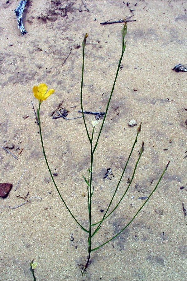 Linum aristatum habit