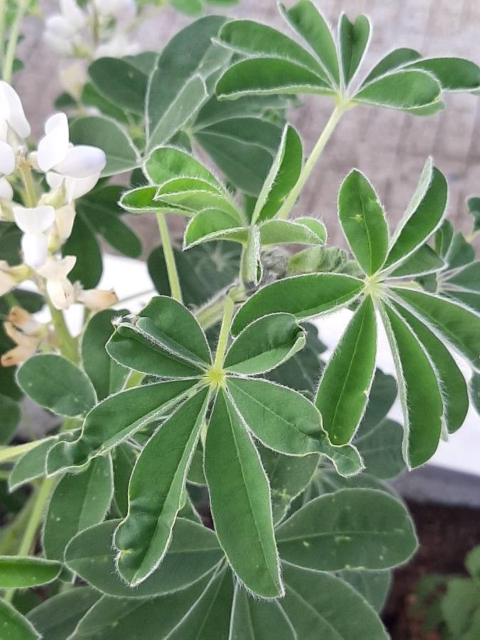 Lupinus albus