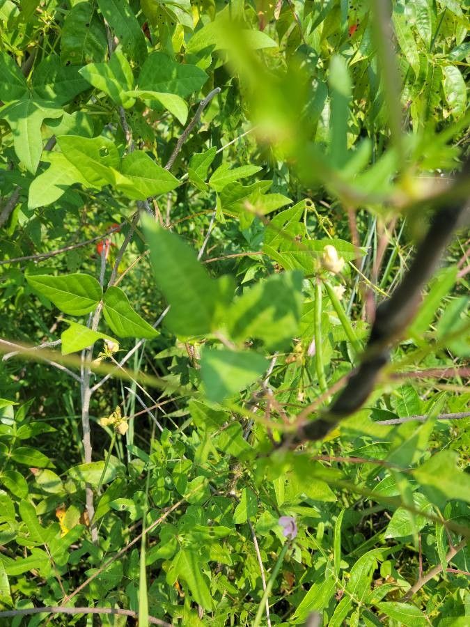 Strophostyles helvula — search result for 'Eastern United States and Canada'