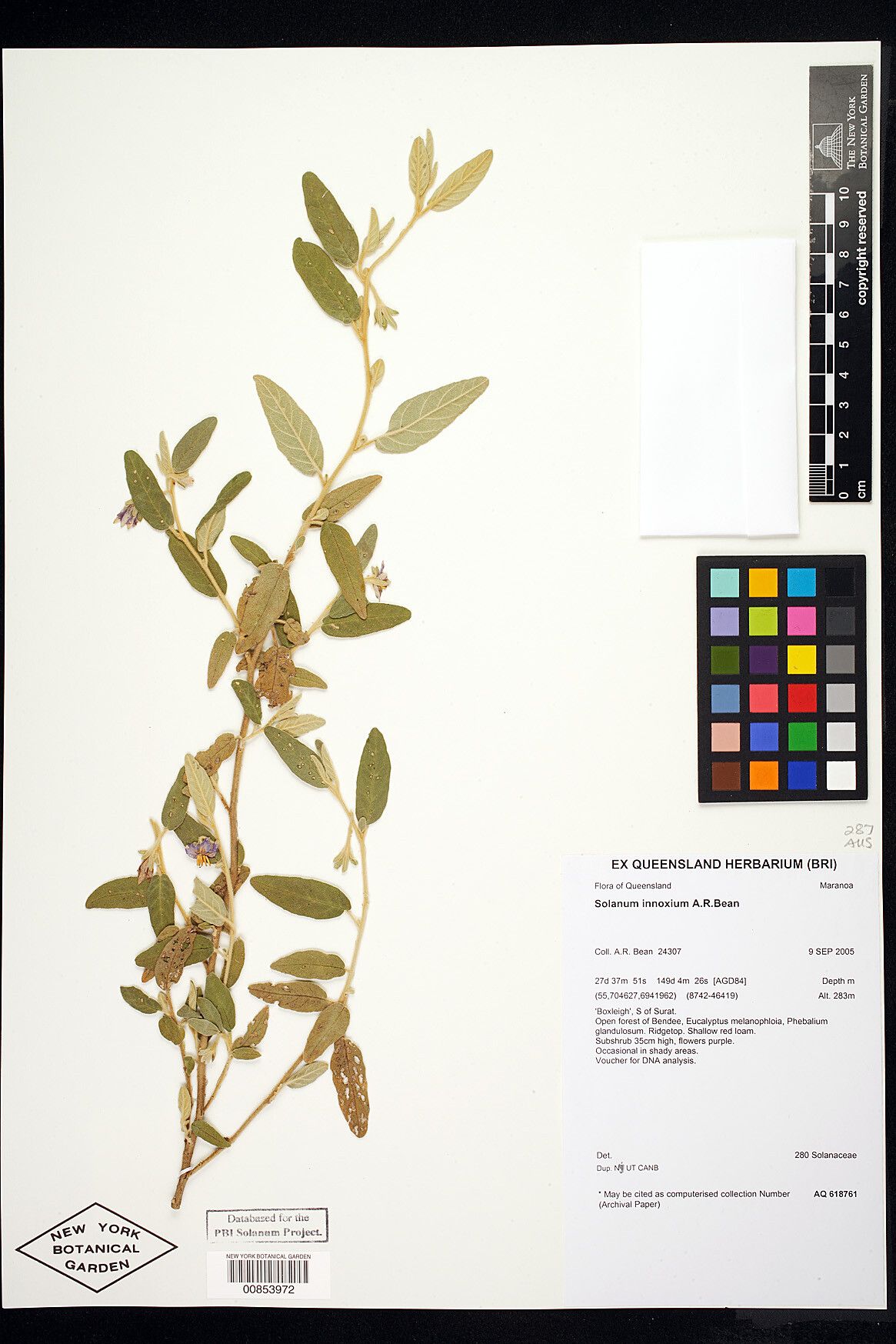 Solanum innoxium — houseplant care guide