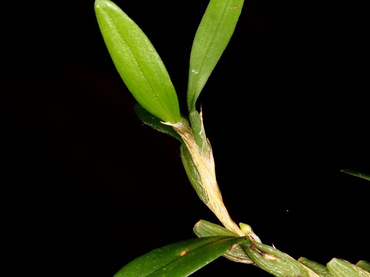 Bulbophyllum absconditum bark