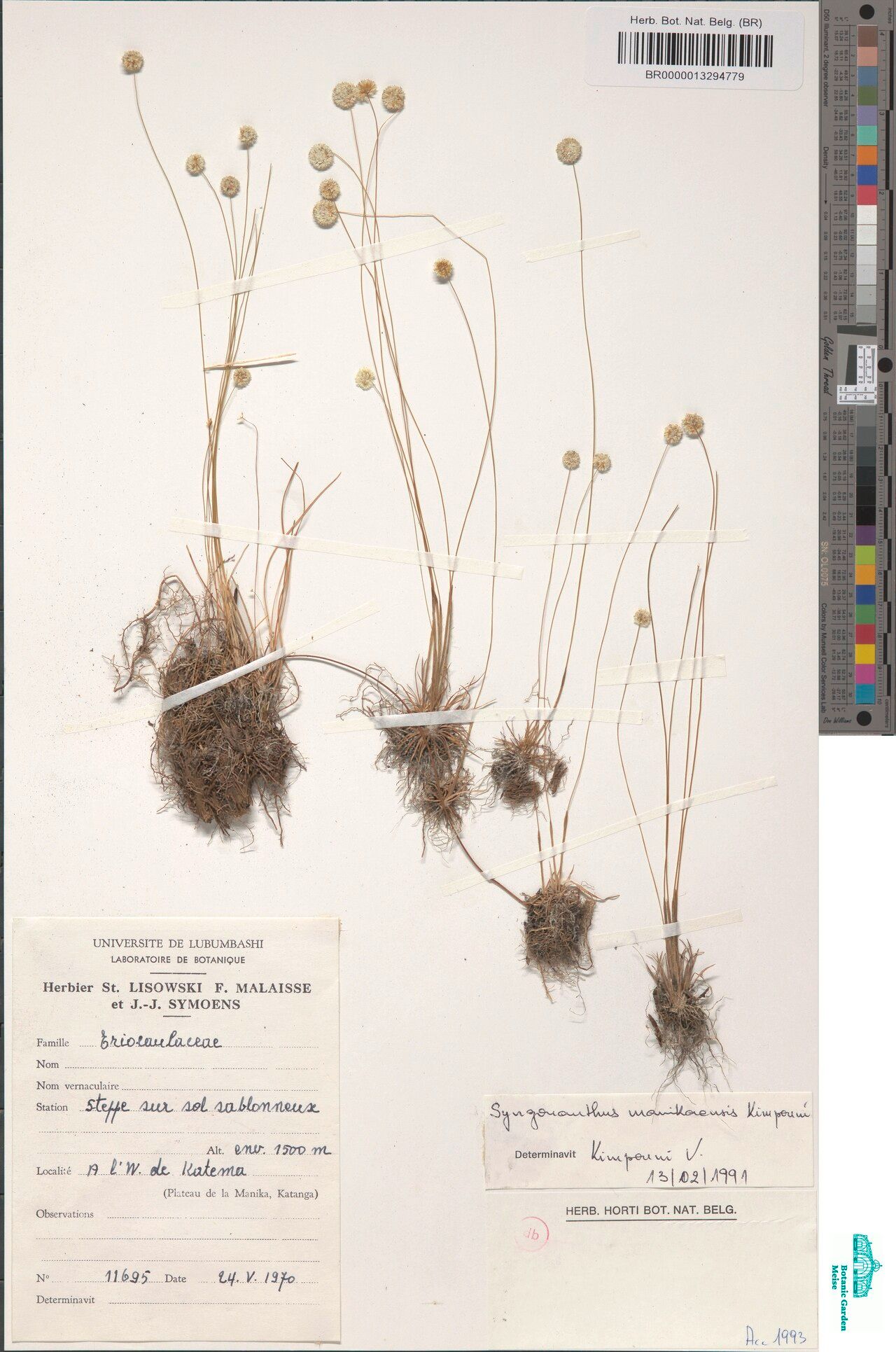 Syngonanthus manikaensis — houseplant care guide