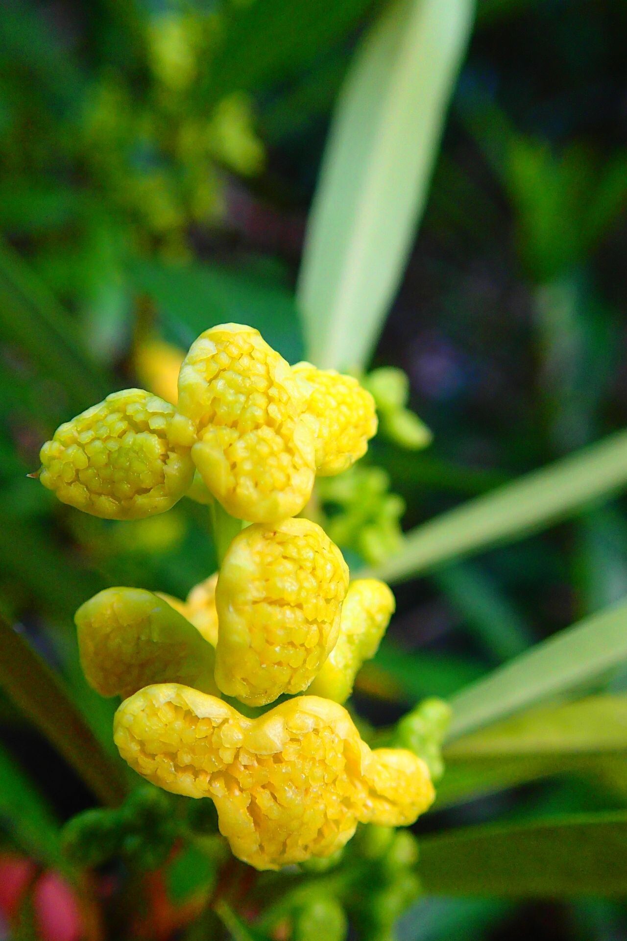 Hedycarya rivularis — houseplant care guide