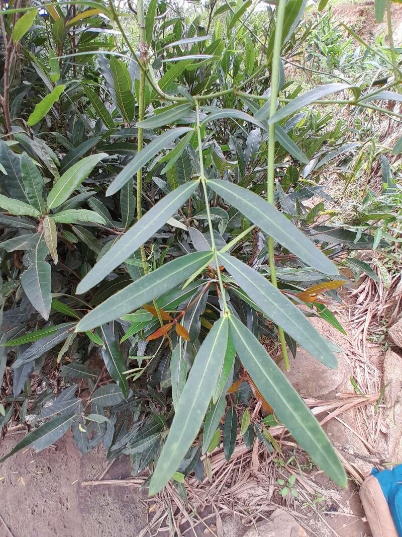 Secamone ligustrifolia — houseplant care guide