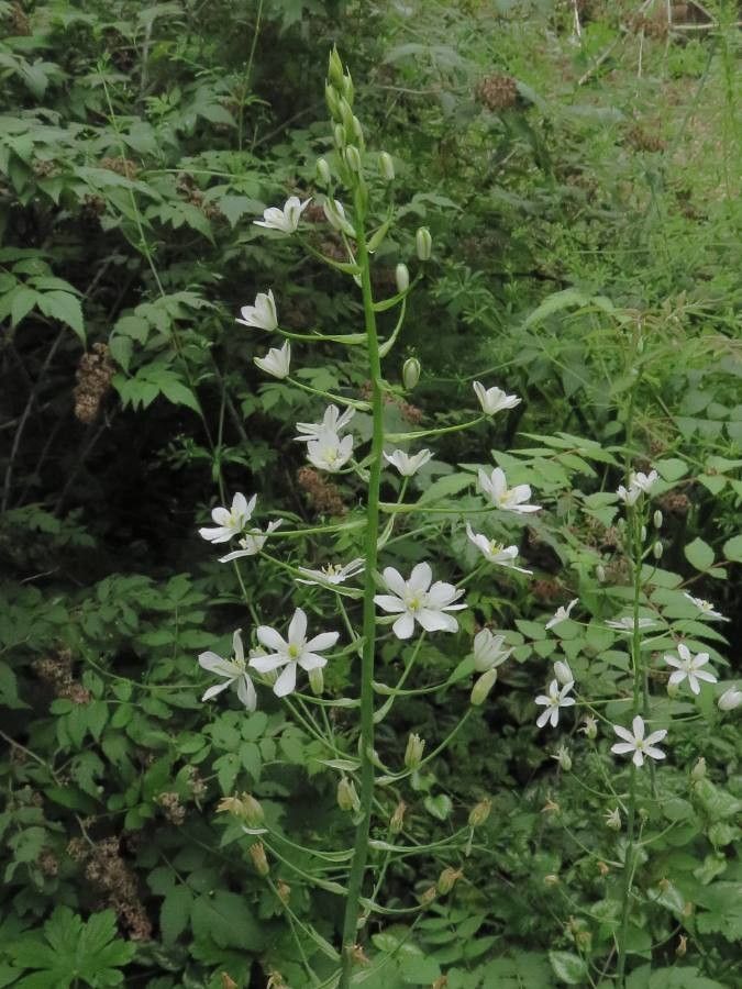 Ornithogalum pyramidale flower