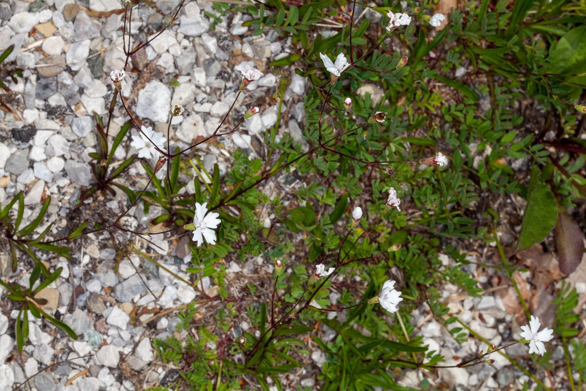 Heliosperma pusillum — houseplant care guide