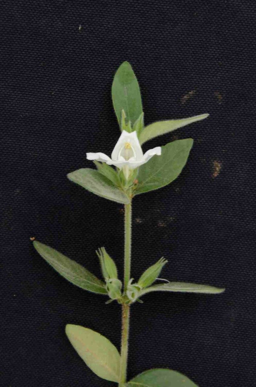Justicia phyllocalyx flower