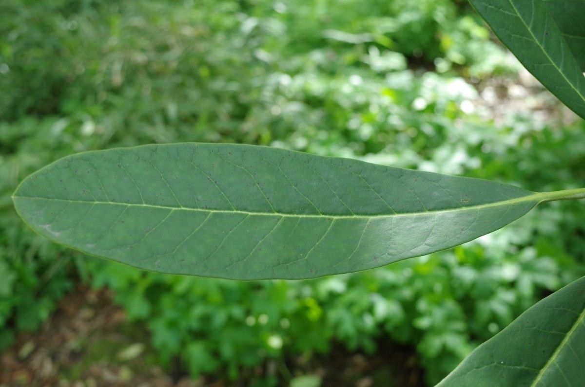Rhododendron coriaceum leaf