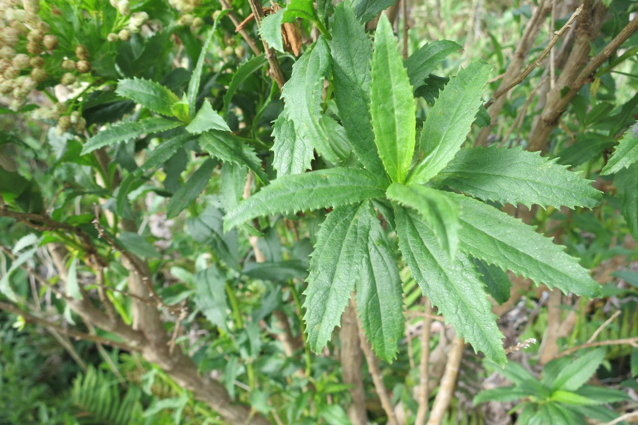 Baccharis sphaerocephala other