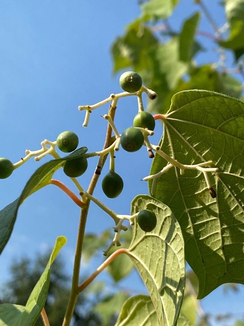 Alangium chinense fruit