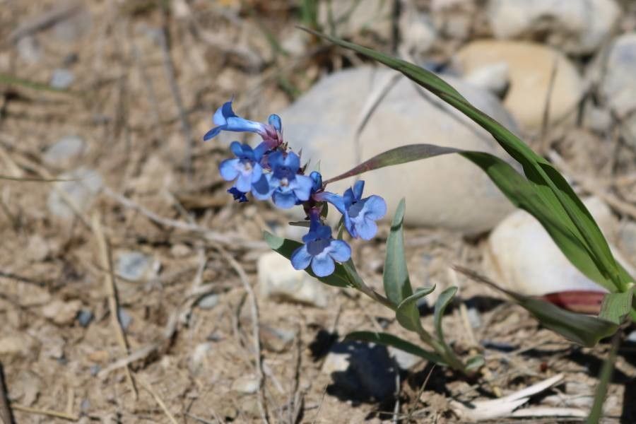 Mertensia lanceolata — related species from the same genus