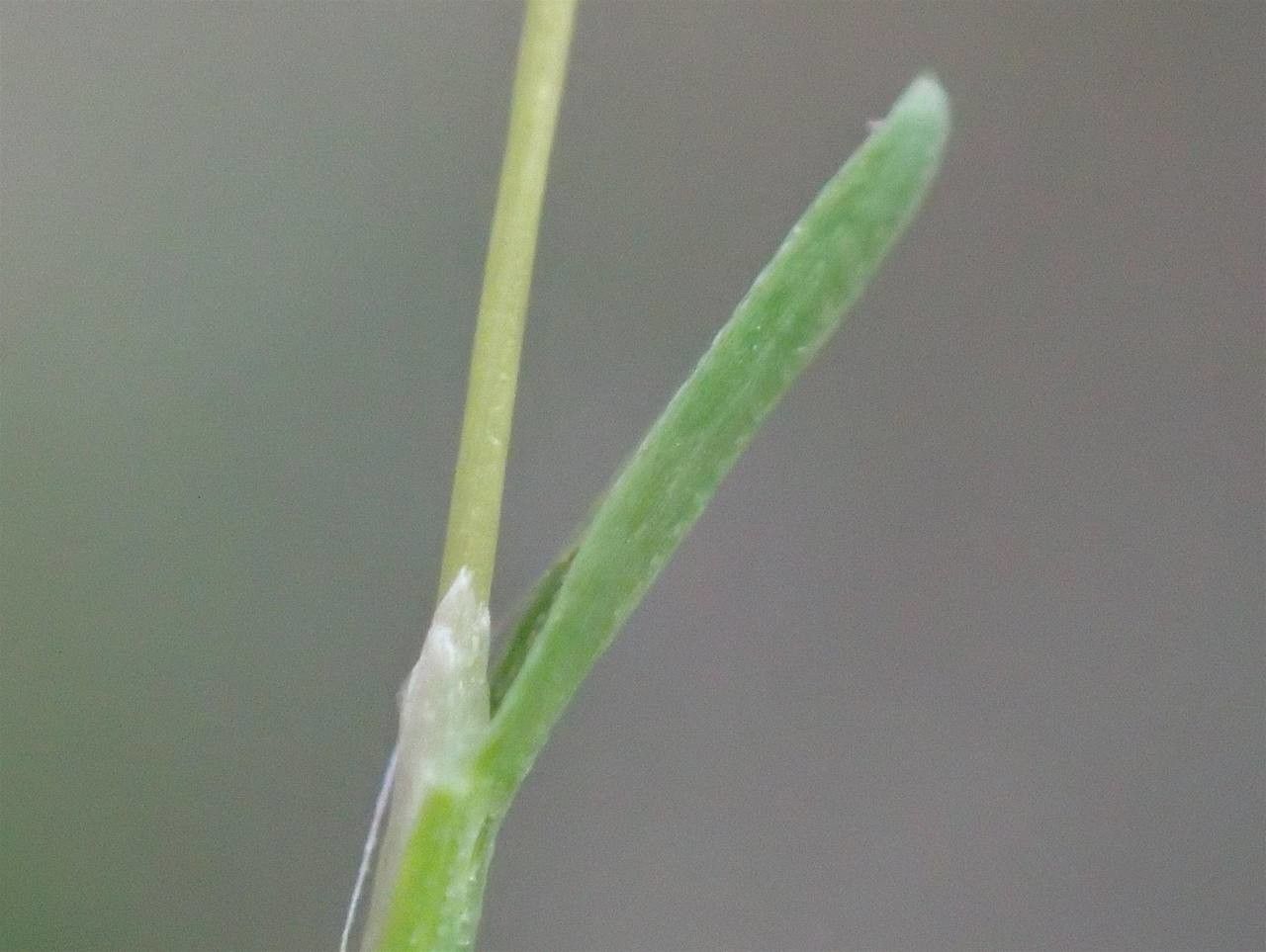 Mibora minima leaf