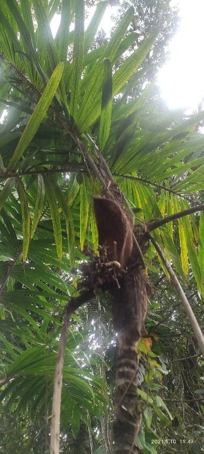 Bactris setosa fruit