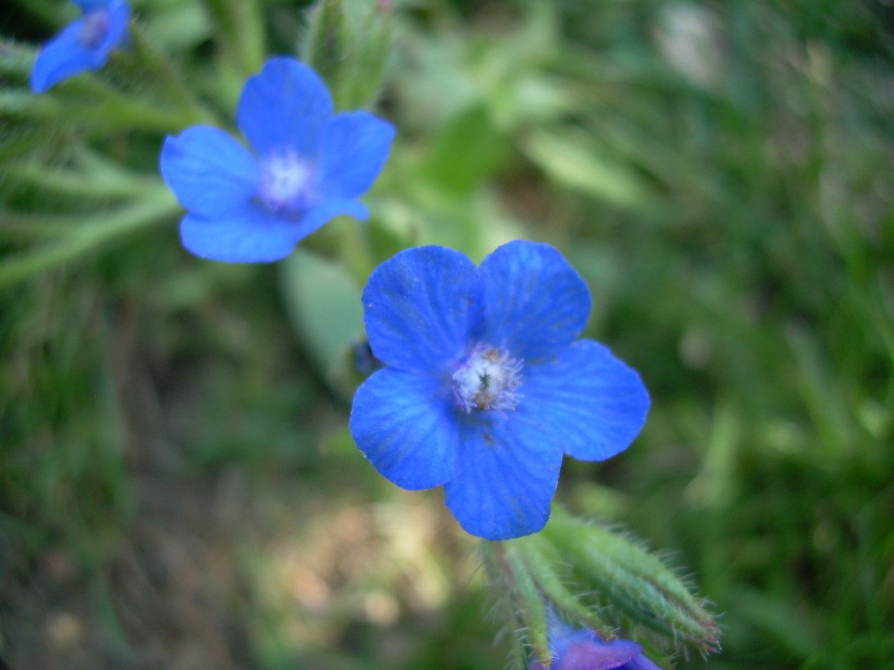 Anchusa italica flower