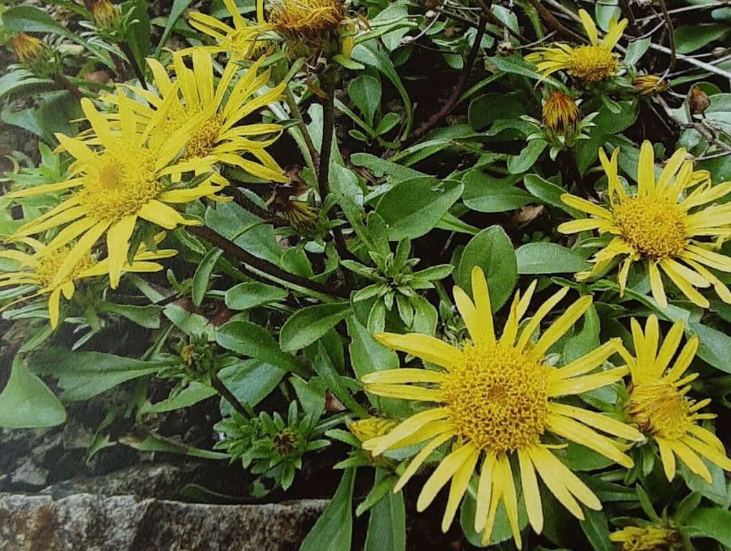 Inula acaulis habit