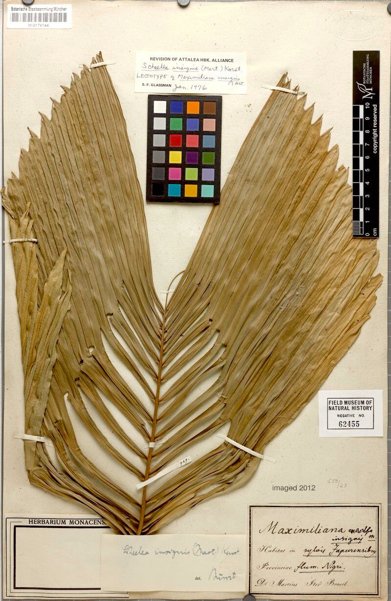 Attalea insignis leaf