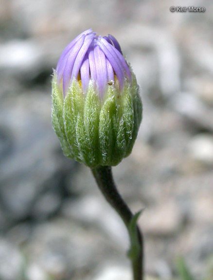 Erigeron elegantulus flower