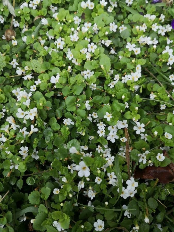 Bacopa repens habit